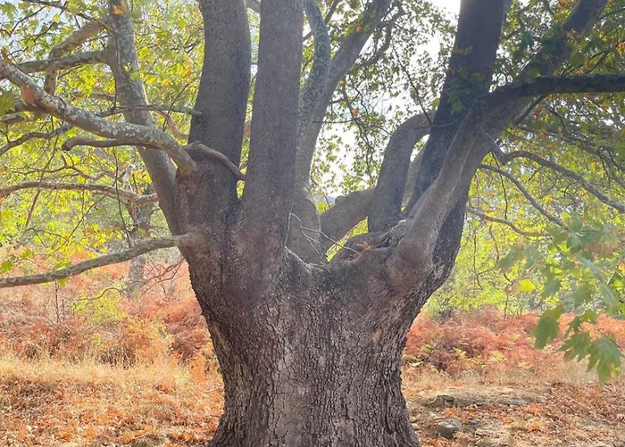 Matias Kastanies With Privat Parking
